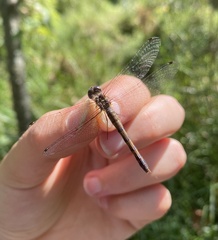 Sympetrum ambiguum