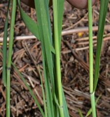 Elymus arizonicus