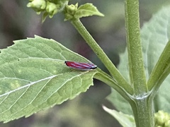 Graphocephala coccinea