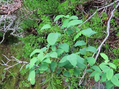 Vaccinium ovalifolium