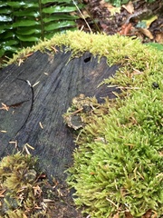 Trametes versicolor