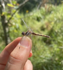 Sympetrum ambiguum