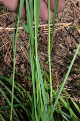 Elymus arizonicus