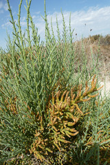 Arthrocaulon macrostachyum