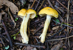 Cortinarius lewisii