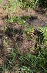 Elymus arizonicus