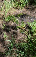 Elymus arizonicus