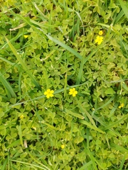 Oxalis exilis