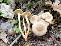 Pholiota terrestris