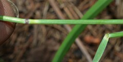 Elymus arizonicus