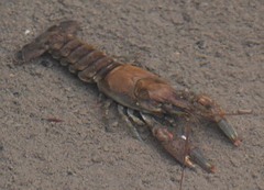 Faxonius virilis