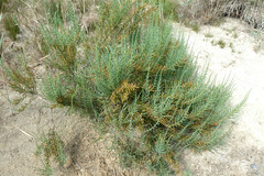 Arthrocaulon macrostachyum