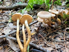 Pholiota terrestris