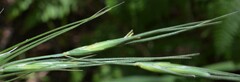 Elymus arizonicus