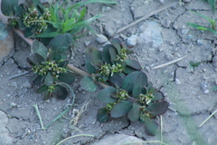 Euphorbia mendezii