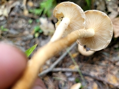 Pholiota terrestris