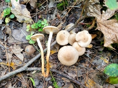 Pholiota terrestris