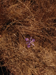 Moraea stricta