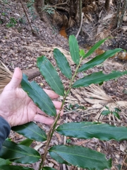 Alpinia arundelliana