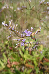 Limonium narbonense