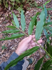 Alpinia arundelliana