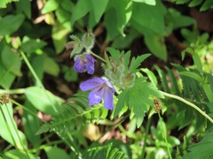 Geranium erianthum