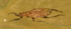 Abedus indentatus