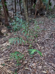Alpinia arundelliana