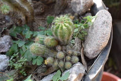 Echinopsis calochlora