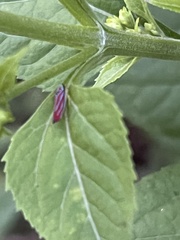 Graphocephala coccinea