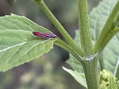 Graphocephala coccinea