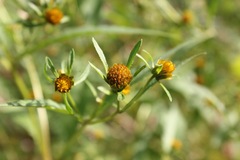 Bidens tripartita
