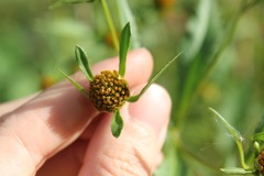 Bidens tripartita