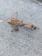 Stagmomantis