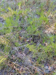 Polygonum dentoceras