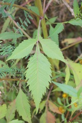 Bidens tripartita