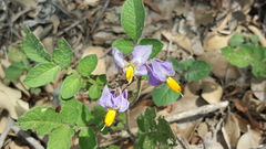 Solanum stoloniferum
