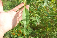 Bidens tripartita