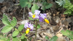 Solanum stoloniferum