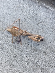 Stagmomantis
