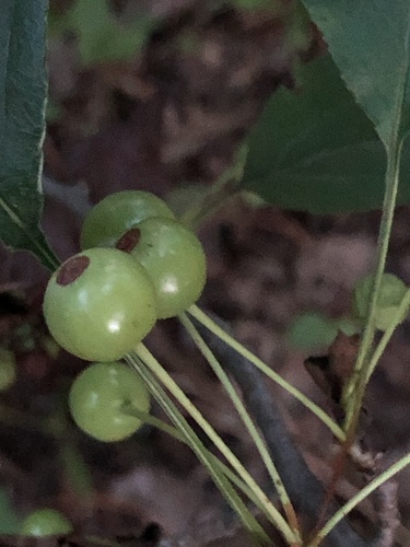 Malus hupehensis