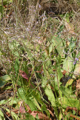 Limonium narbonense