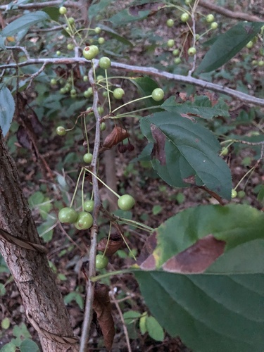 Malus hupehensis