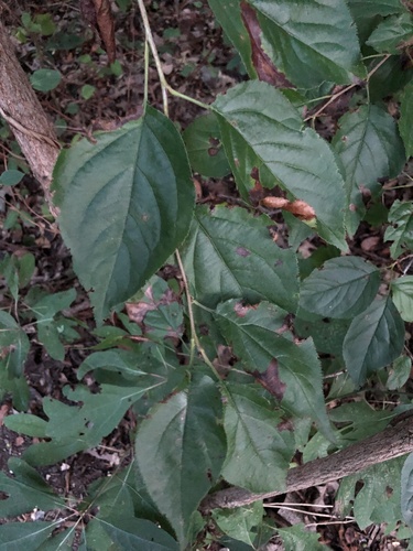 Malus hupehensis