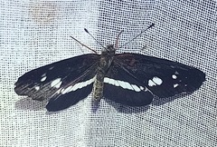 Castilia griseobasalis