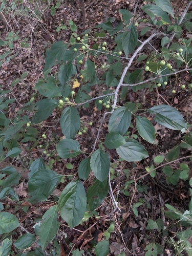 Malus hupehensis