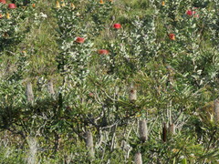 Banksia coccinea