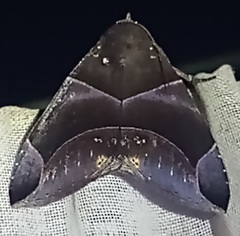 Ophisma