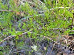 Polygonum dentoceras