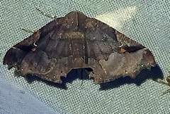 Euclystis guerini